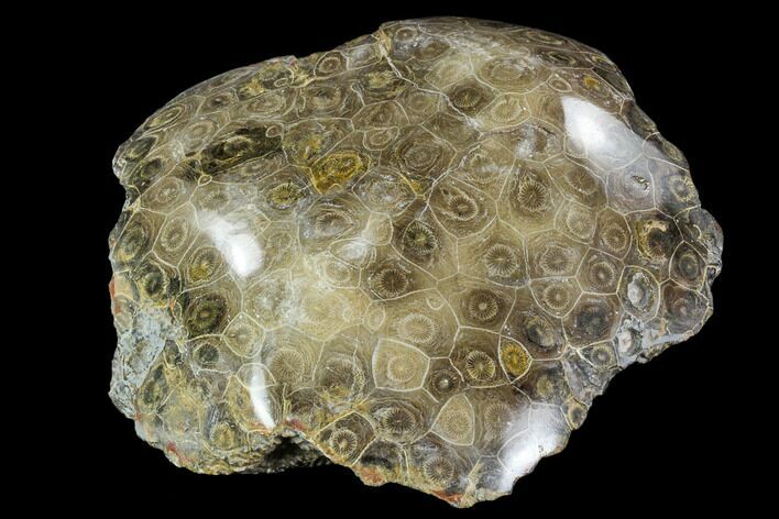 Polished Fossil Coral (Actinocyathus) - Morocco #110561
